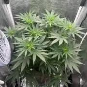 Viente:Uno CBD (Flowering Only)