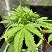 Canuk Seeds - Viente:Uno CBD