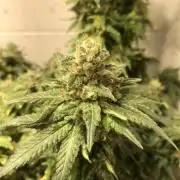 Purple Poison + Eli (Flowering Only)