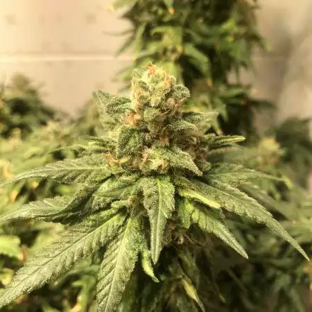Purple Poison + Eli (Flowering Only)
