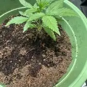 Canuk Seeds - Viente:Uno CBD