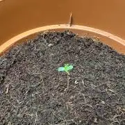 Beanfiendz's BoofScotti - Second Attempt