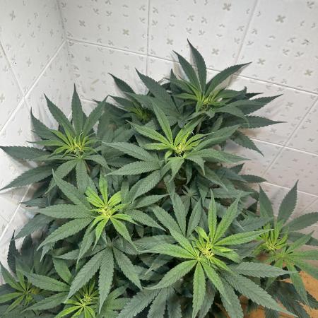 BeanFiendz's Boofscotti (Feminised)