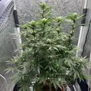 Viente:Uno CBD (Flowering Only)