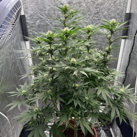 Viente:Uno CBD (Flowering Only)