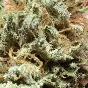 The 1 Liter Pot Experience