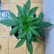 BeanFiendz's Boofscotti (Feminised)