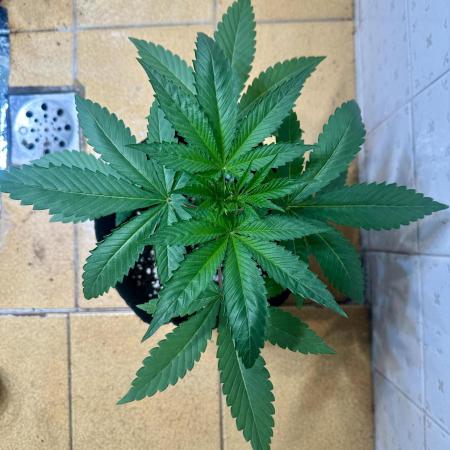 BeanFiendz's Boofscotti (Feminised)