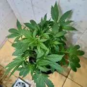 BeanFiendz's Boofscotti (Feminised)