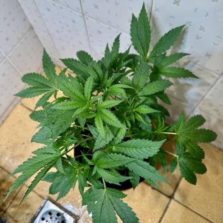 BeanFiendz's Boofscotti (Feminised)