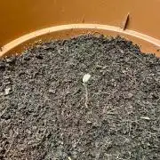 Beanfiendz's BoofScotti - Second Attempt