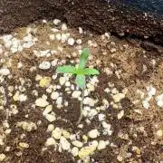 BeanFiendz's Boofscotti (Feminised)