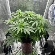 Viente:Uno CBD (Flowering Only)