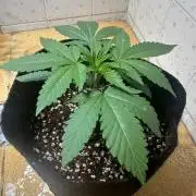 BeanFiendz's Boofscotti (Feminised)