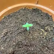 Beanfiendz's BoofScotti - Second Attempt