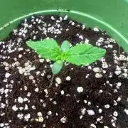 Glookies by Barney’s Farm