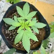 BeanFiendz's Boofscotti (Feminised)