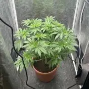 Viente:Uno CBD (Flowering Only)