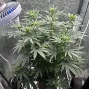 Viente:Uno CBD (Flowering Only)