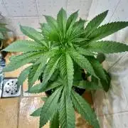 BeanFiendz's Boofscotti (Feminised)