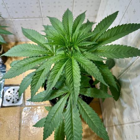 BeanFiendz's Boofscotti (Feminised)