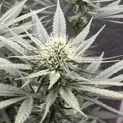 Viente:Uno CBD (Flowering Only)