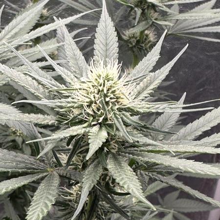 Viente:Uno CBD (Flowering Only)