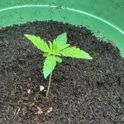 Canuk Seeds - Viente:Uno CBD