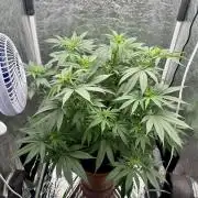 Viente:Uno CBD (Flowering Only)