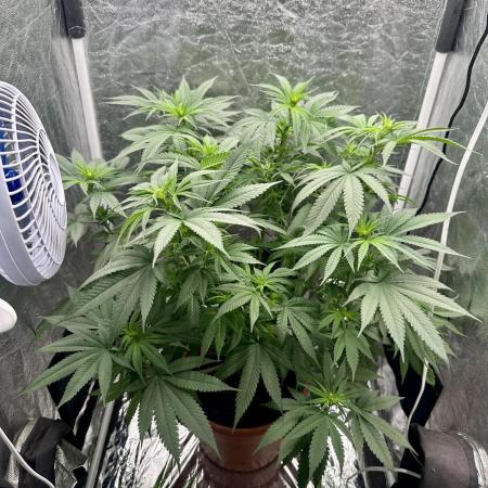 Viente:Uno CBD (Flowering Only)
