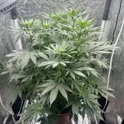 Viente:Uno CBD (Flowering Only)