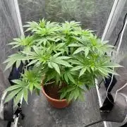 Viente:Uno CBD (Flowering Only)