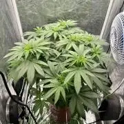 Viente:Uno CBD (Flowering Only)