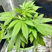 Canuk Seeds - Viente:Uno CBD