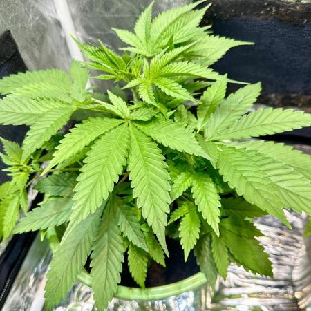 Canuk Seeds - Viente:Uno CBD