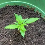 Canuk Seeds - Viente:Uno CBD