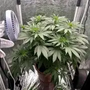 Viente:Uno CBD (Flowering Only)