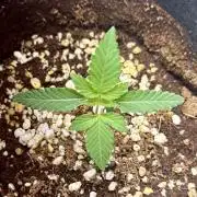 BeanFiendz's Boofscotti (Feminised)