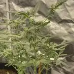 08/29/25 Bloom tent wk4/8
