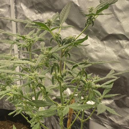 08/29/25 Bloom tent wk4/8