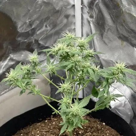 Random seeds bloom 5/10