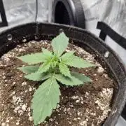 Sundae Frost Auto