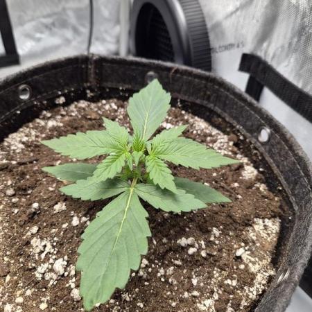 Sundae Frost Auto