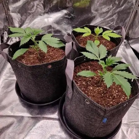 Frostbanger Auto 1,2,3