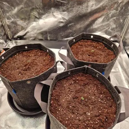 Frostbanger Auto