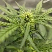 Mango Frost Auto