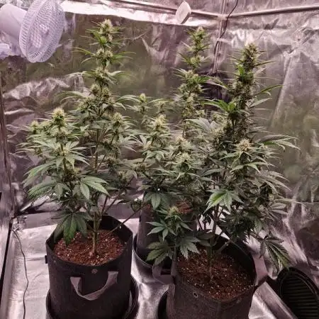 Frostbanger Auto 1,2,3