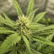 Mango Frost Auto