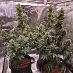 Frostbanger Auto 1,2,3