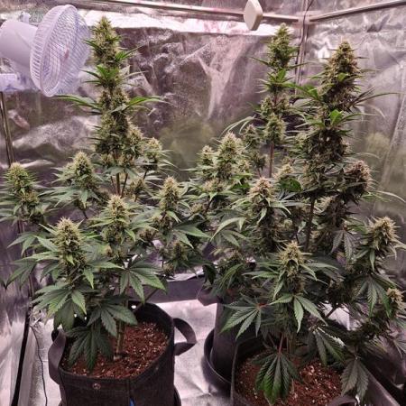 Frostbanger Auto 1,2,3